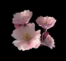 Sakura flowers, cherry blossom branch, isolated