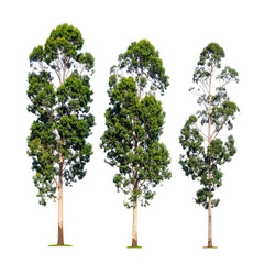 Naklejka premium Three tall trees with green foliage against a transparent background