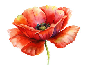 Naklejka premium Red Poppy Watercolor Illustration for Posters 
