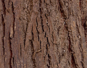 Olive tree bark pinaster trunk symbol. Texture made of olive tree bark . Beautiful olive tree bark trunk background. Greece, Conceptual image. Peaceful nature.