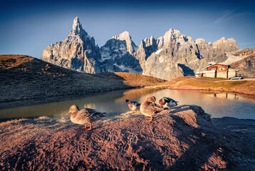 Wild ducks on the shore of the small lake. Picturesque autumn scene of Dolomite Alps. Beautiful morning view of popular tourist destination - Baita Segantini, Italy, Europe.
