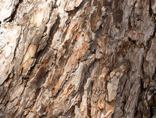 Maritime Pine, Pinus pinaster trunk symbol. Texture made of maritime pine tree bark. Beautiful Maritime Pine, Pinus pinaster trunk background. Conceptual image. Peaceful nature.