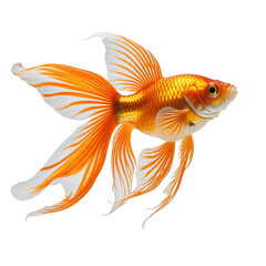 Fototapeta premium Radiant goldfish, orange and white fins, isolated on black background