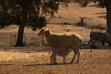 lamb breastfeeding / sheep feeding her child