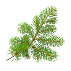 Close-up of fresh, green evergreen fir tree branch on black background