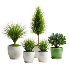 Obraz premium Group of various green potted plants, some with tall, tree-like shapes