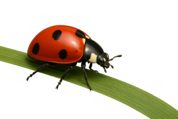 Ladybug walking on green blade of grass with transparent background