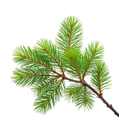 Obraz premium Close-up shot of a fresh evergreen tree branch on a black background