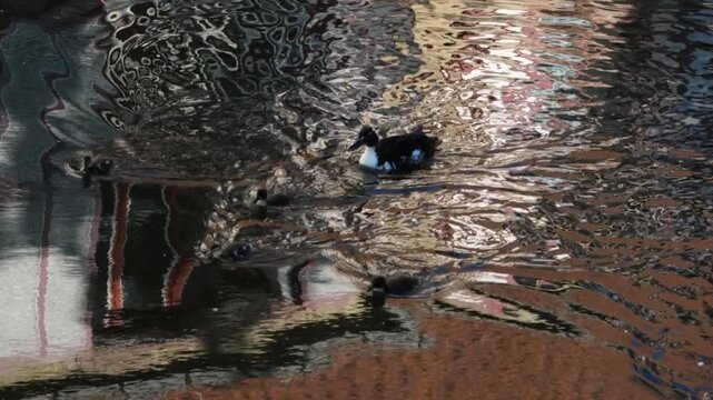 Patos nadando en un canal de Brujas
