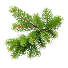 Close-up of vibrant green evergreen sprig. Isolated, sharp details on a black background