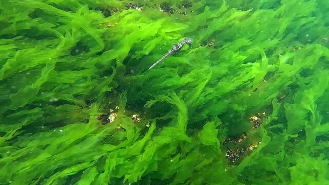 Long-snouted seahorse - Hippocampus hippocampus swims against the background of macrophyte seaweed