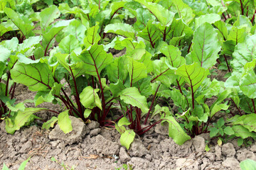 Table red beets grow in open organic soil