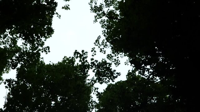 Arboles desde la parte inferior