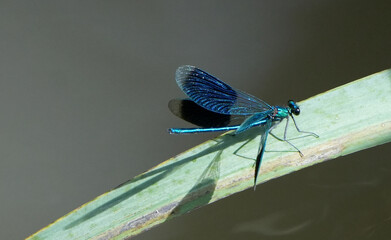 beautiful metallic blue banded demoiselle damselfly (calopteryx splendens) resting on a bright green leaf over a pond