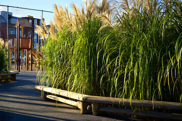 Tall fluffy pampas grass, ornamental Cortaderia species, landscaping and decorative use of pampas plants