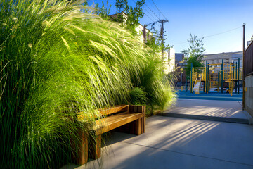 Tall fluffy pampas grass, ornamental Cortaderia species, landscaping and decorative use of pampas plants