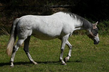 side view of a dappled grey horse with a fly mask walking on a green pasture in summer