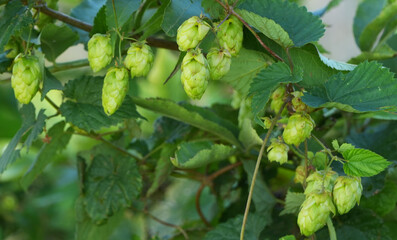 close-up of fresh, ripe light green hop cones (humulus lupulus) growing on the vine ready for harvest