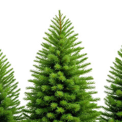 Three green fir trees in a row against a black background