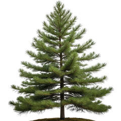 Evergreen coniferous tree with green needles, brown trunk, isolated on black