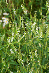  In nature, the honey-bearing plant white melilot (Melilotus albus) blooms