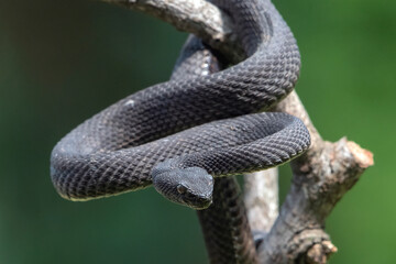 Obraz premium Mangrove pit viper in attacking position, close up photo of a mangrove pit viper