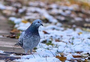 pigeon on the snow