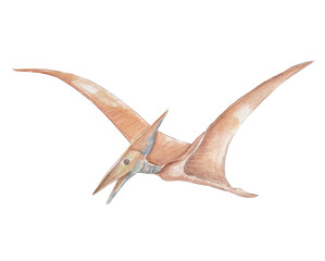 Watercolor illustration of a pterodactyl, the prehistoric flying reptile. Hand-painted artwork perfect for dinosaur-themed designs, educational materials, and kids’ projects. © Anastasia