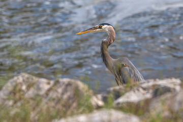 Fototapeta premium Great blue heron perched on the lakeshore.
