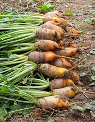 In the field on the pile are fodder beets