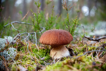 orange cap boletus