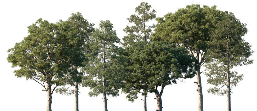 Set of Pinus pinaster (the resin pine, maritime pine, rubial pine or black pine) frontal isolated png on a transparent background perfectly cutout