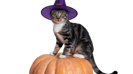Adorable tabby cat wearing a purple witch hat perched on a pumpkin awaiting Halloween festivities, a spooky season celebration pet portrait