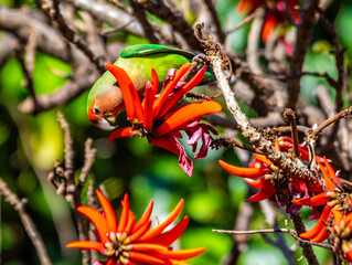 A view of a Rosy faced lovebird eating foliage in a Coral tree in a park in Johannesburg, South Africa in Springtime