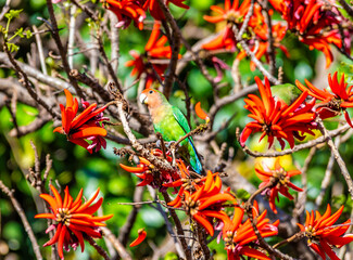 A view towards a Rosy faced lovebird in a Coral tree in a park in Johannesburg, South Africa in Springtime