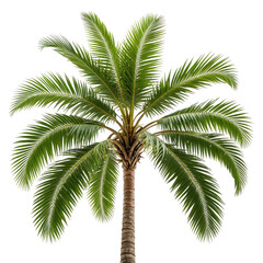 Fototapeta premium Lush tropical palm tree with green fronds against a black background