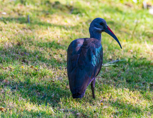 A view of an hadeda ibis searching for food in a park in Johannesburg, South Africa in Springtime