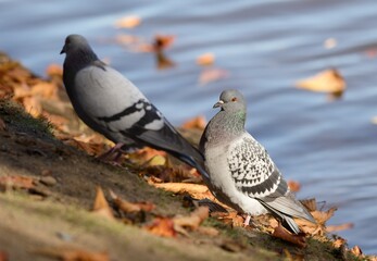 pigeon on the beach