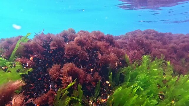 Algae on the bottom of the Black Sea, Underwater landscape of green and red algae on coastal rocks near the shore