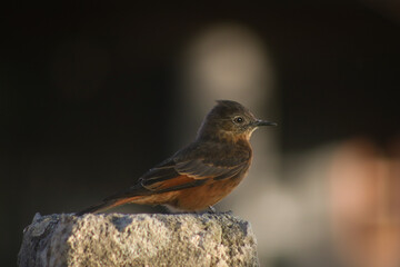 robin on a branch