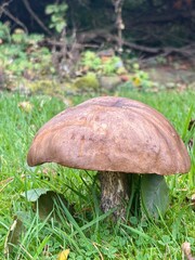 A single wild mushroom stands tall in lush green grass, its broad brown cap and textured stem highlighted against a soft woodland backdrop. A peaceful forest floor moment captured in natural detail.