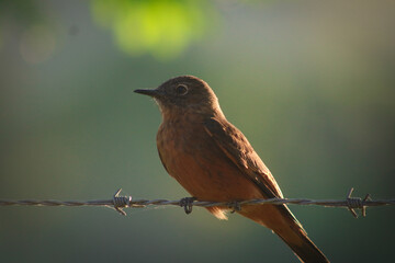 robin on a branch