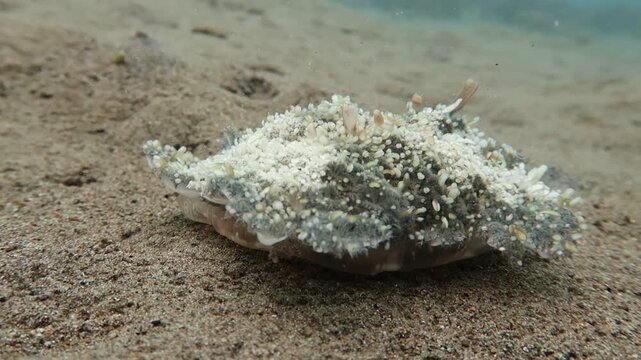 Cassiopeia Andromeda upside down jellyfish pulsating on sandy bottom close-up in Alor, Indonesia