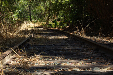 Deteriorating Railroad Tracks Surrounded by Overgrown Nature in a Peaceful Forest Setting During Bright Daylight