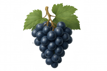 Ripening dark blue grapes on a vine stem with green leaf, fresh organic fruit on transparent background