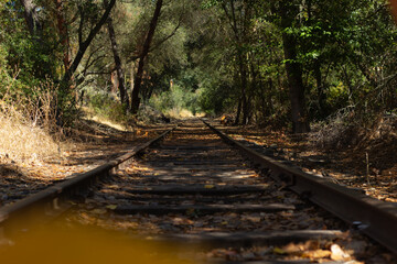Old Train Tracks Winding Through a Quiet Forest Path on a Sunny Day in Autumn