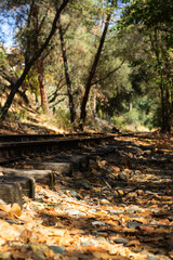Autumn Leaves Blanket an Abandoned Railway Track in a Peaceful Forest Setting