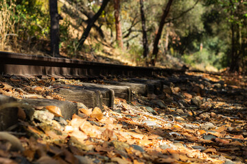 Quiet Autumn Day Along a Deserted Railway Track Covered in Fallen Leaves and Surrounded by Trees