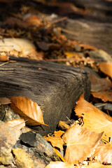 Autumn Leaves Cover a Wooden Log Beside the Pathway in a Tranquil Forest Setting During Sunny Weather