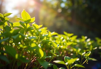 Plants growing towards sunlight, vibrant green leaves,  sprout,   improvement